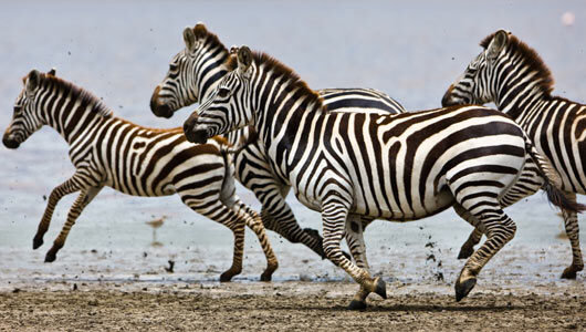 Zebra Adaptations: Survival Strategies in the African Savanna
