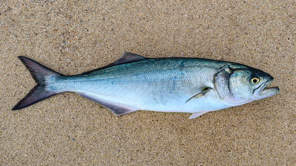 Bluefish in Lifestyle: Understanding This Dynamic Saltwater Species